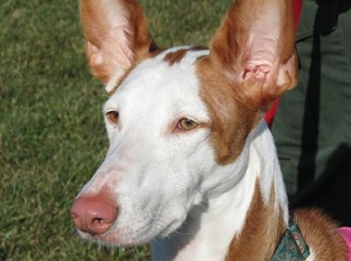 podenco d’Ibiza